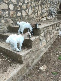 Caprette nane frmmine