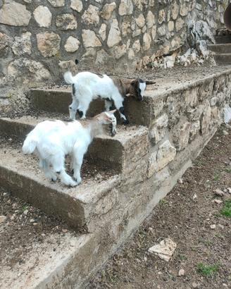 Caprette nane frmmine