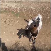 Cdo capretto tibetano