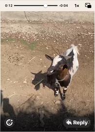 Cdo capretto tibetano