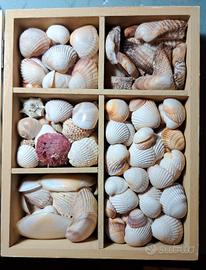 Set x creative: box legno+ conchiglie+anelli metal