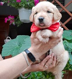 Cucciola di Golden Retriever dolcissima