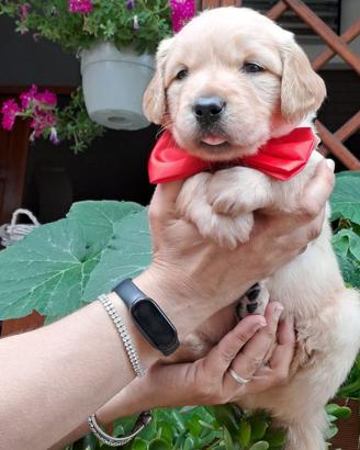 Cucciola di Golden Retriever dolcissima