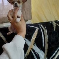 Chihuahua toy