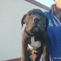 Cane corso