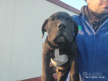 Cane corso