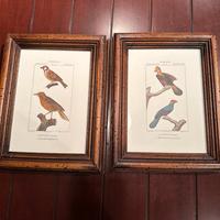 Coppia di quadri zoologia