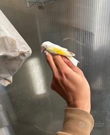 Cardellino bianco occhi neri 2024
