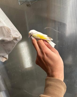 Cardellino bianco occhi neri 2024
