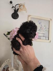 Barboncina Toy Silver