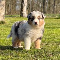 Cuccioli Australian Shepherd / Pastore Australiano