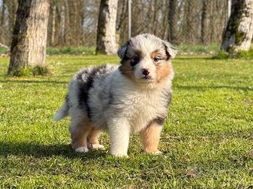 Cuccioli Australian Shepherd / Pastore Australiano