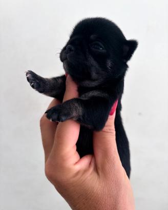 Chihuahua toy