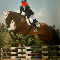 Bel cavallo italiano