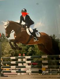 Bel cavallo italiano