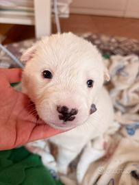 Cuccioli incrocio pastore maremmano
