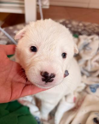 Cuccioli incrocio pastore maremmano