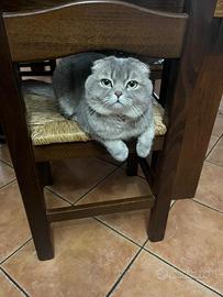 Scottish Fold