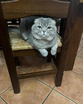 Scottish Fold