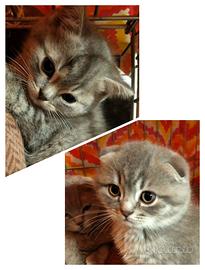 Gatti Scottish Straight Fold maschi