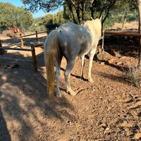 Cavallo