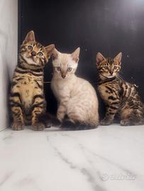 Gatto del bengala