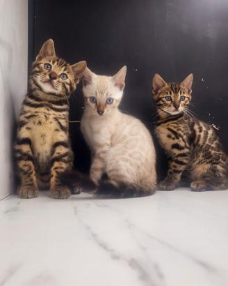 Gatto del bengala