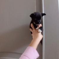 Chihuahua mini toy da borsetta