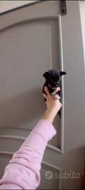Chihuahua mini toy da borsetta