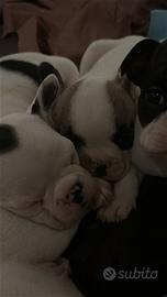 Bulldog francese