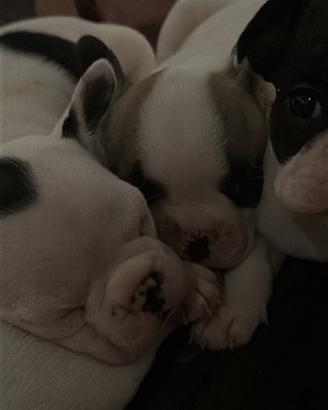 Bulldog francese