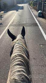 Frisone intero e cavallo ungherese