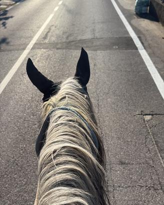 Frisone intero e cavallo ungherese