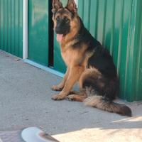 Cuccioli di pastore tedesco