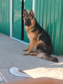 Cuccioli di pastore tedesco