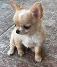 Chihuahua mini con pedigree