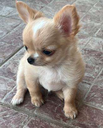 Chihuahua mini con pedigree