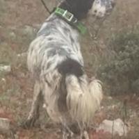 Setter inglese pronto caccia