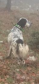 Setter inglese pronto caccia