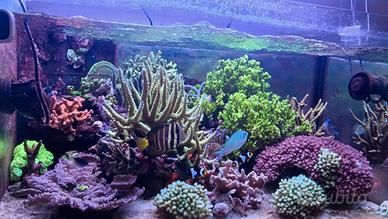 Talee coralli montipora stellata e confusa