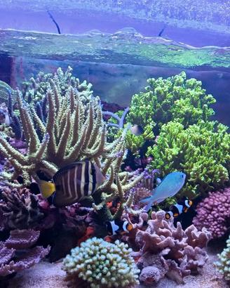 Talee coralli montipora stellata e confusa