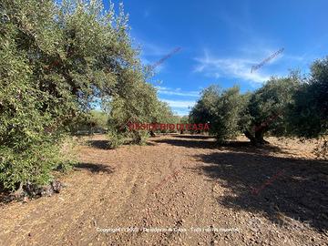 Terreno, Termini Imerese.