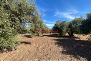 Terreno, Termini Imerese.