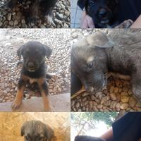 Cuccioli pastore belga x cane corso