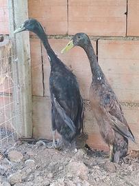 Anatre corritrici indiane