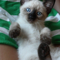 Cuccioli di gatto siamese