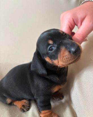 Bassotto tedesco nani/ kaninchen  maschio 