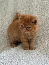 Exotic Shorthair