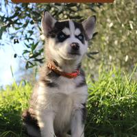 Cuccioli Siberian husky