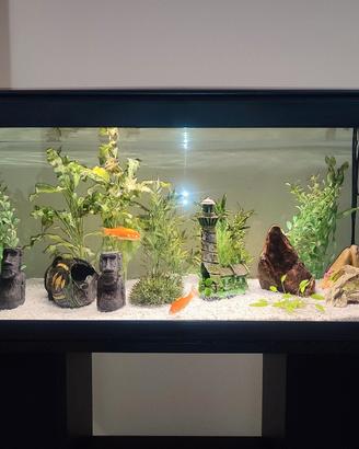 acquario 